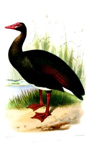PlectropterusNigerSmit