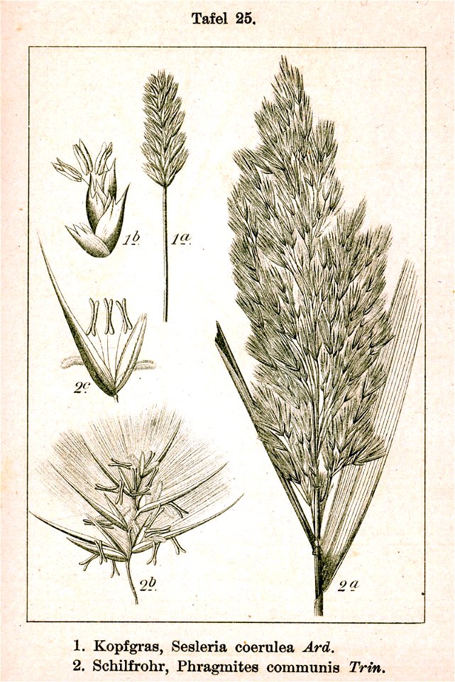 Poaceae spp Sturm25