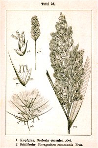 Poaceae spp Sturm25