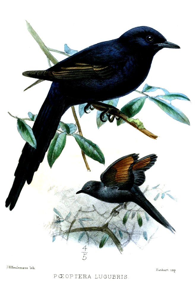 PoeopteraLugubrisKeulemans
