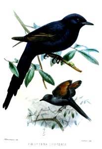 PoeopteraLugubrisKeulemans