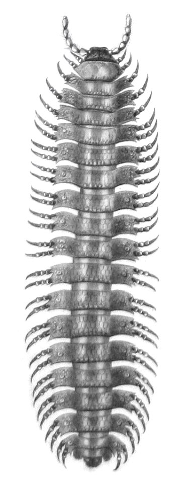 Platyrhacus clathratus F de Castelnau-myriapodes