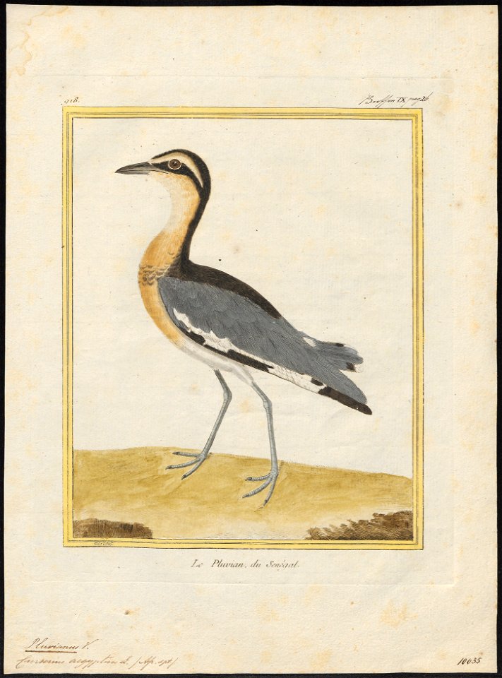 Pluvianus aegyptius - 1700-1880 - Print - Iconographia Zoologica - Special Collections University of Amsterdam - UBA01 IZ17200295