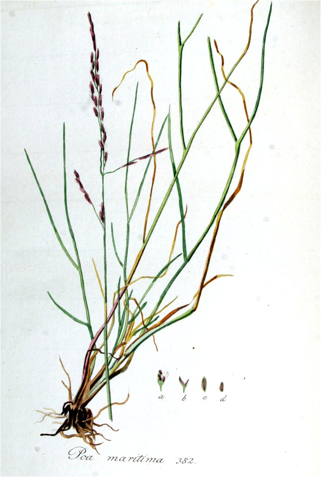 Poa maritima — Flora Batava — Volume v5