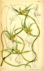Plectrelminthus caudatus (as Angraecum caudatum) - Curtis' 74 (Ser. 3 no. 4) pl. 4370 (1848)