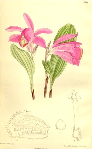 Pleione pogonioides 140-8588