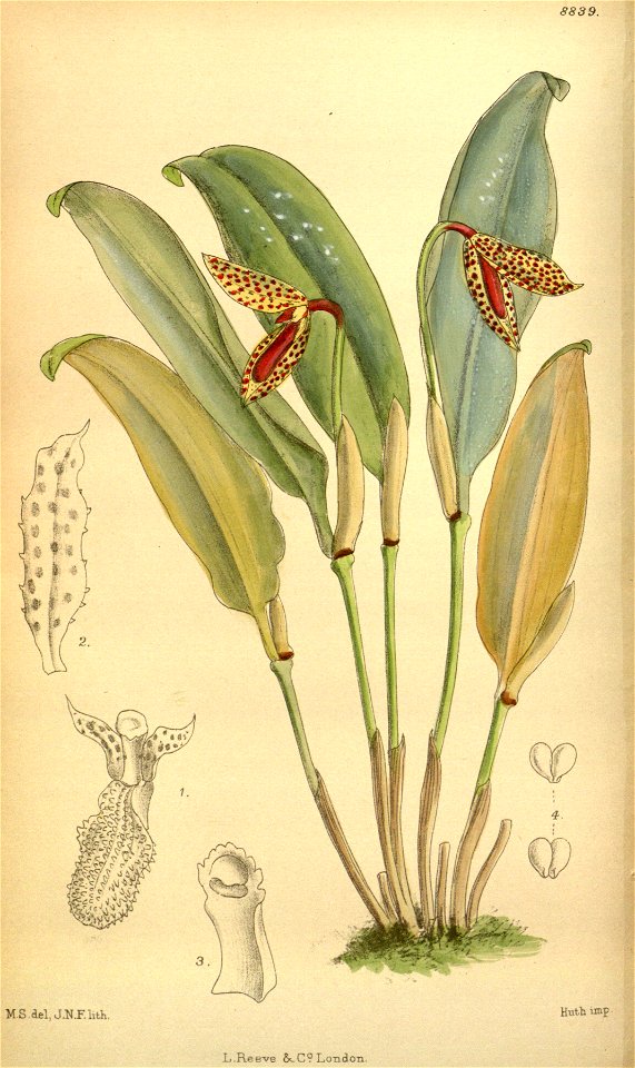 Pleurothallis punctulata 146-8839