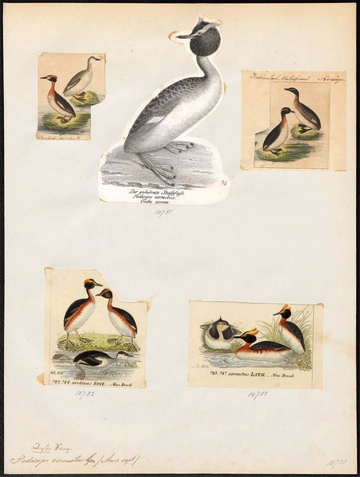 Podiceps cornutus - 1809-1845 - Print - Iconographia Zoologica - Special Collections University of Amsterdam - UBA01 IZ17800081