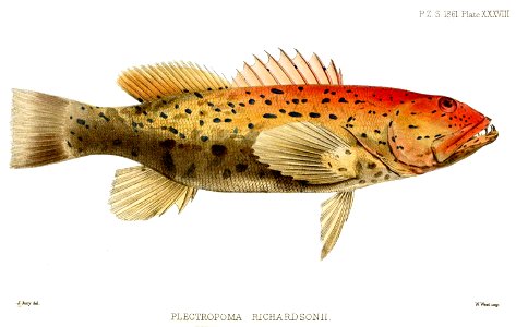 PlectropomaRichardsoniiJury