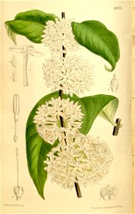 Pleiocarpa mutica 136-8343