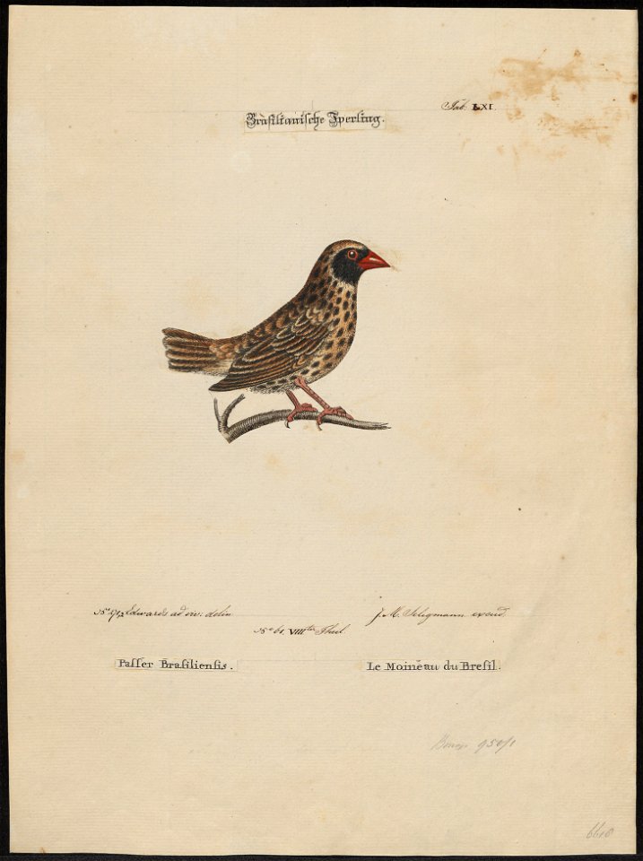 Ploceus sanguinirostris - 1700-1880 - Print - Iconographia Zoologica - Special Collections University of Amsterdam - UBA01 IZ15900061