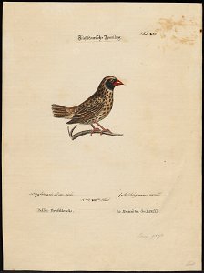Ploceus sanguinirostris - 1700-1880 - Print - Iconographia Zoologica - Special Collections University of Amsterdam - UBA01 IZ15900061