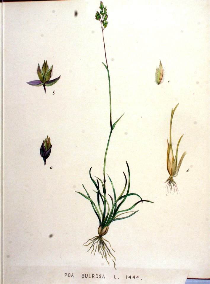 Poa bulbosa — Flora Batava — Volume v19