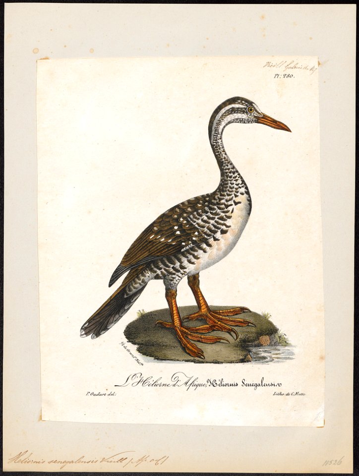 Podica senegalensis - 1825-1834 - Print - Iconographia Zoologica - Special Collections University of Amsterdam - UBA01 IZ17500253