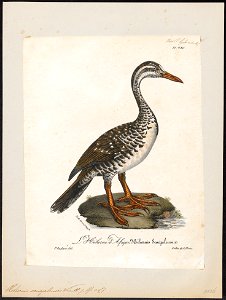 Podica senegalensis - 1825-1834 - Print - Iconographia Zoologica - Special Collections University of Amsterdam - UBA01 IZ17500253