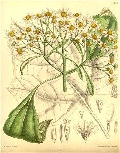 Podachaenium eminens 139-8502
