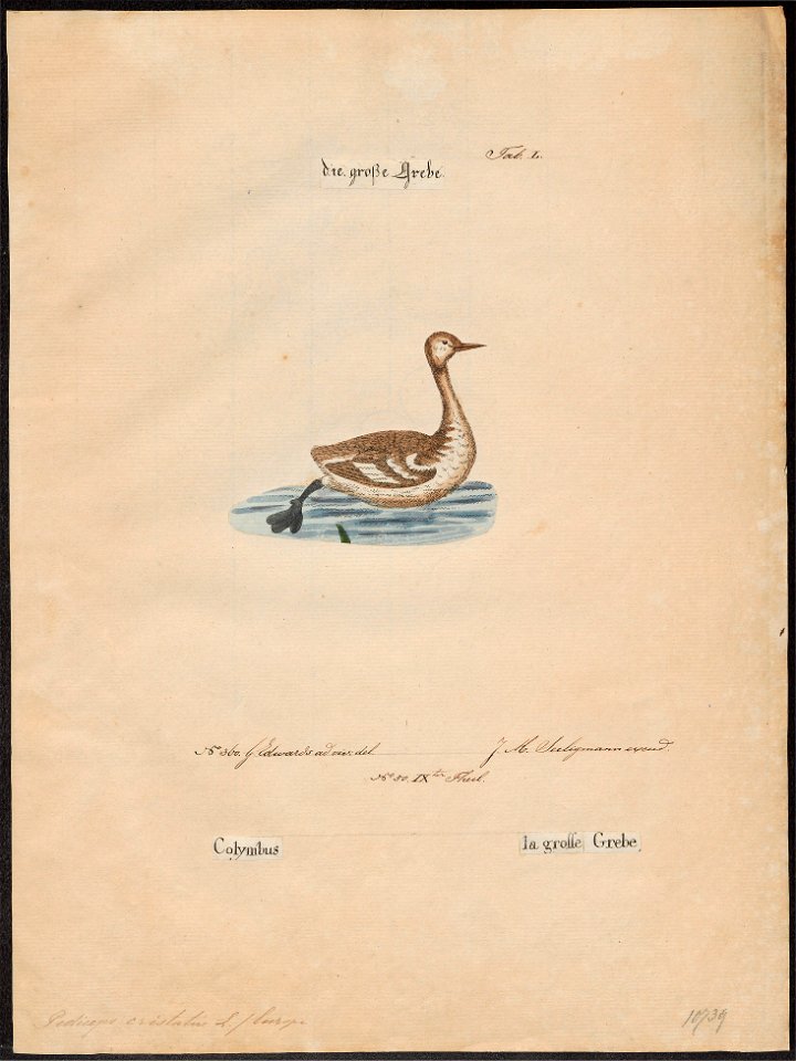 Podiceps cristatus - 1700-1880 - Print - Iconographia Zoologica - Special Collections University of Amsterdam - UBA01 IZ17800049