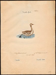 Podiceps cristatus - 1700-1880 - Print - Iconographia Zoologica - Special Collections University of Amsterdam - UBA01 IZ17800049