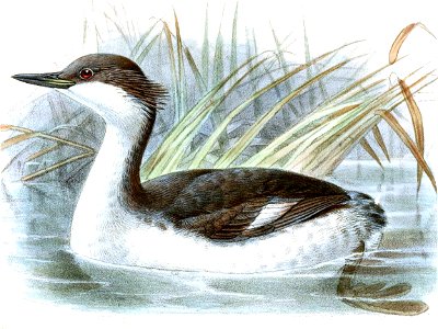 PodicepsTaczanowskiKeulemans 1