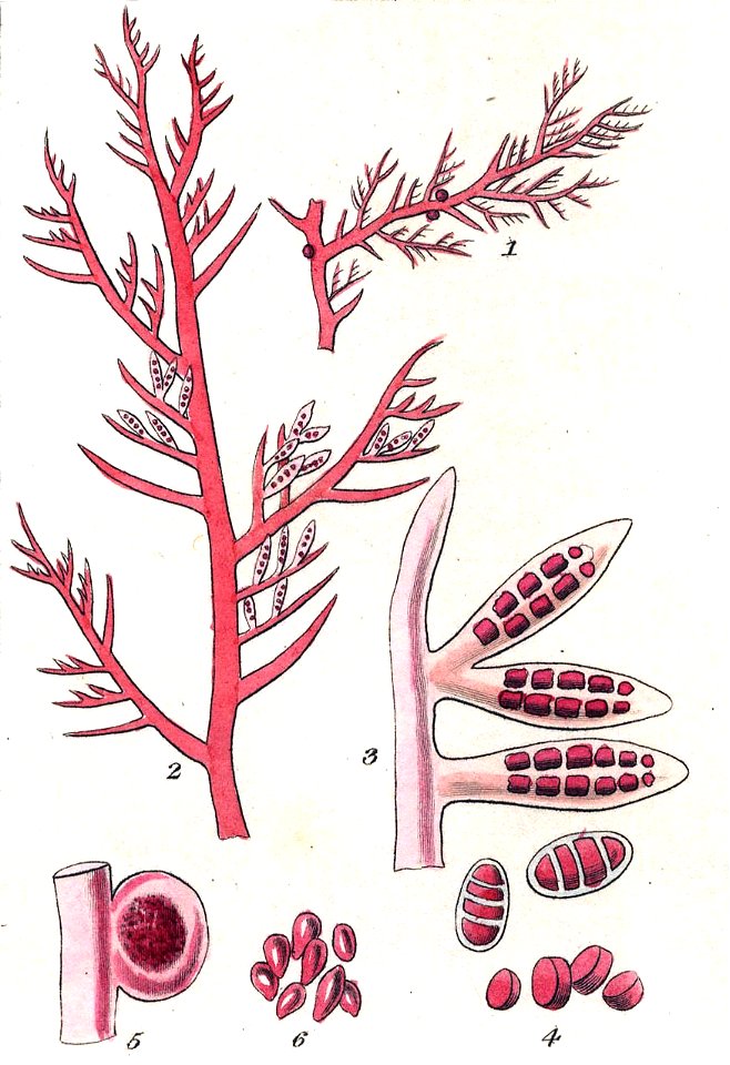 Plocamium cartilagineum Miller