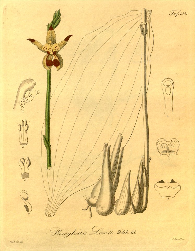 Plocoglottis lowii