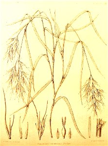 Podophorus bromoides