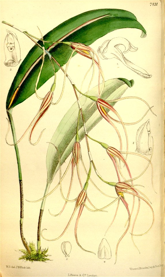 Pleurothallis sirene (as Pleurothallis scapha) - Curtis' 121 (Ser. 3 no. 51) pl. 7431 (1895)