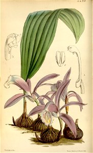 Pleione praecox (as Coelogyne wallichiana or Coelogyne wallichii) - Curtis' 76 (Ser. 3 no. 6) pl. 4496 (1850)