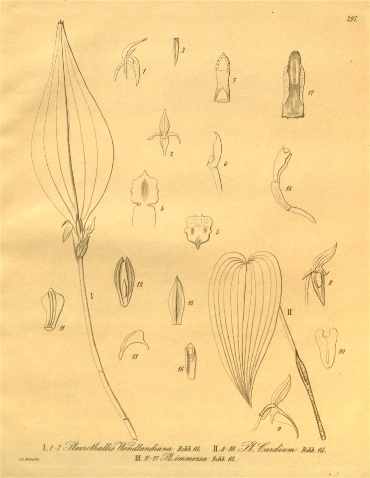 Pleurothallis chloroleuca (as Pleurothallis wendlandiana) - Pleurothallis bivalvis (as Pl. cardium) - Stelis immersa (as Pl. immersa) -Xenia 3-297 (1900)