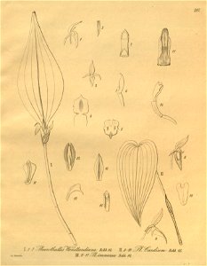 Pleurothallis chloroleuca (as Pleurothallis wendlandiana) - Pleurothallis bivalvis (as Pl. cardium) - Stelis immersa (as Pl. immersa) -Xenia 3-297 (1900). Free illustration for personal and commercial use.