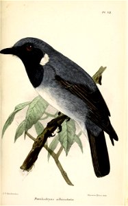 PoecilodryasAlbinotataKeulemans
