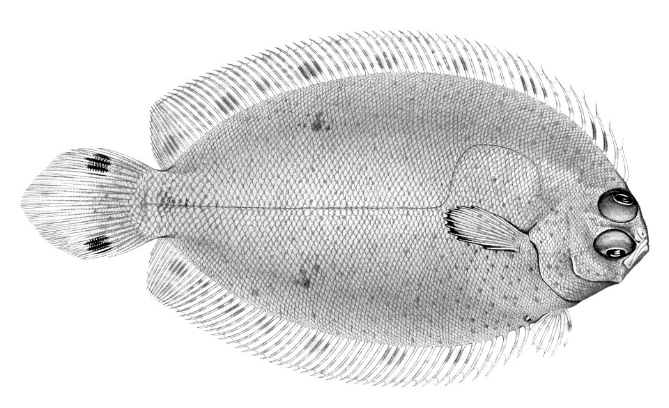Poecilopsetta hawaiiensis