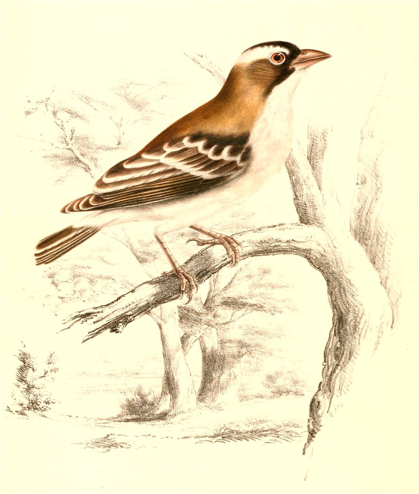 Plocepasser mahali 1838