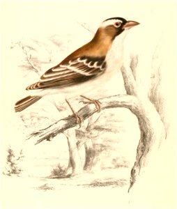 Plocepasser mahali 1838