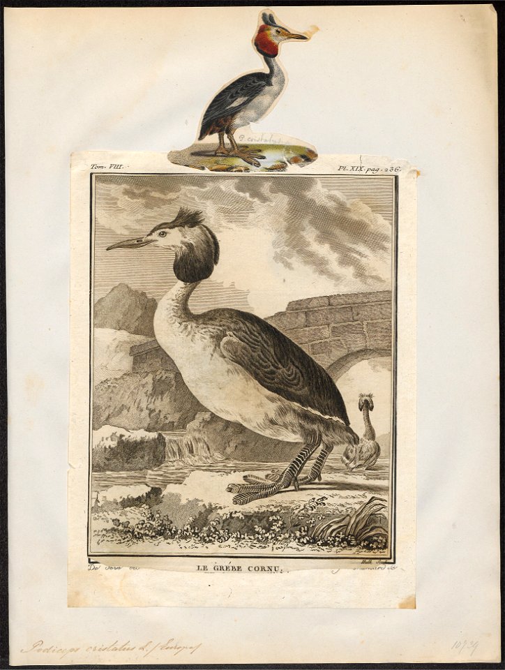 Podiceps cristatus - 1700-1880 - Print - Iconographia Zoologica - Special Collections University of Amsterdam - UBA01 IZ17800037