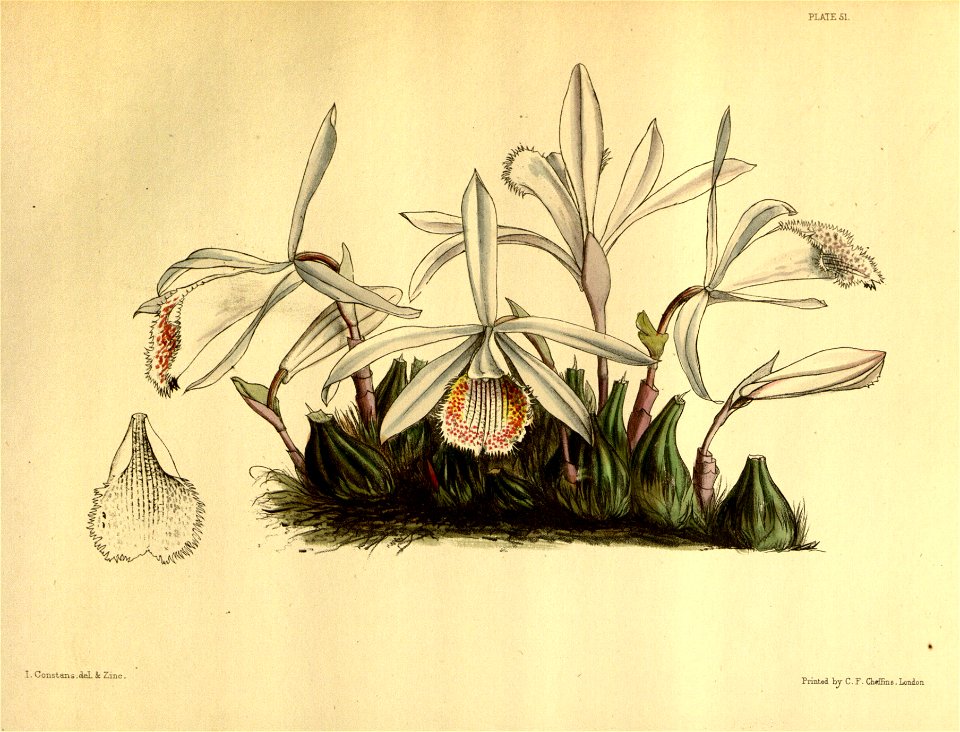Pleione humilis Paxton 051