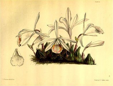 Pleione humilis Paxton 051