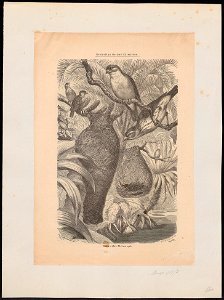 Ploceus hypoxanthus - 1700-1880 - Print - Iconographia Zoologica - Special Collections University of Amsterdam - UBA01 IZ15900045