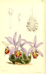 Pleione × lagenaria (as Coelogyne lagenaria) - Curtis' 89 (Ser. 3 no. 19) pl. 5370 (1863)
