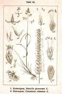Poeae spp Sturm30
