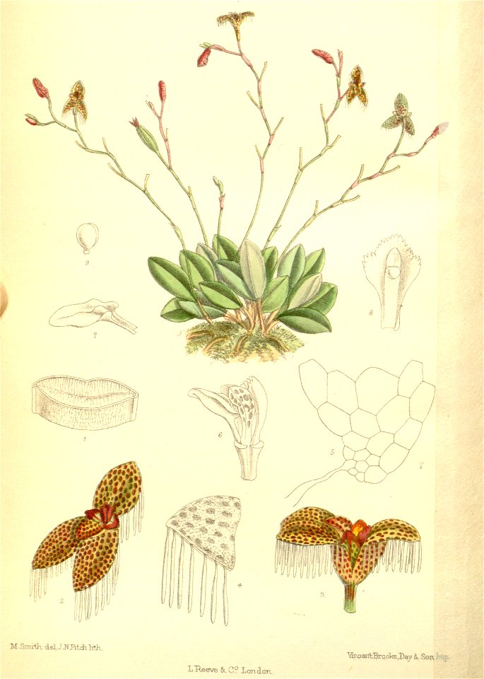 Pleurothallis ornata
