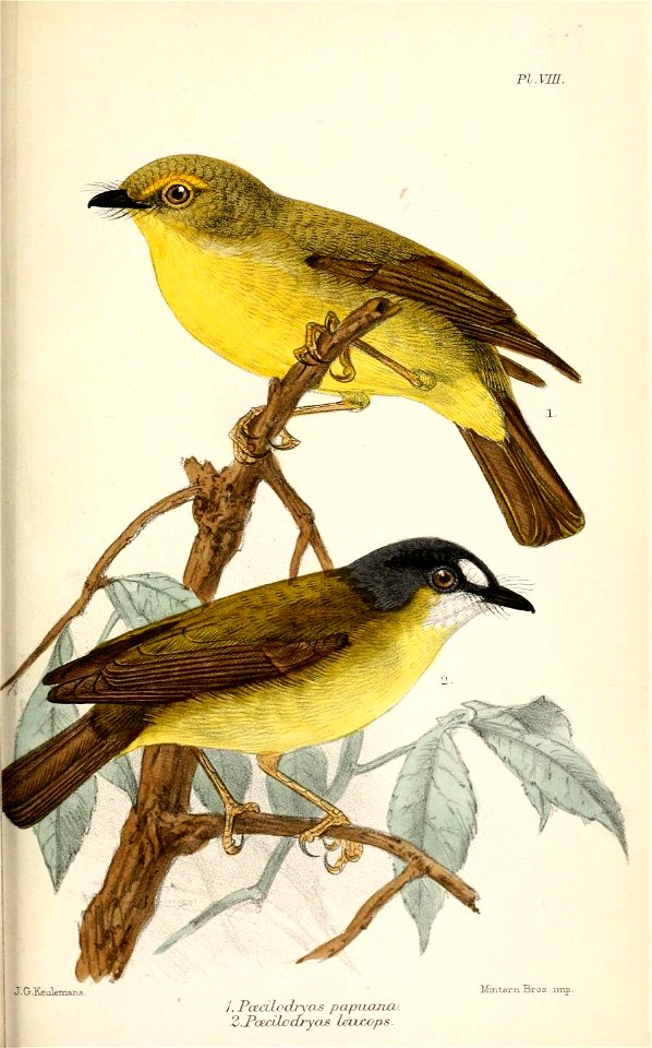 PoecilodryasKeulemans