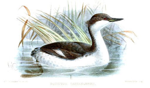 PodicepsTaczanowskiKeulemans