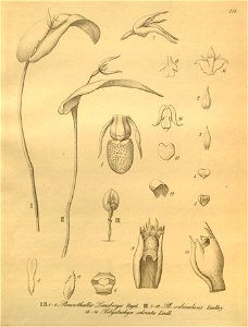 Pleurothallis lansbergii + orbicularis - Xenia vol. 3 fig. 248
