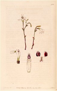 Pogonia ophioglossoides (as Pogonia pendula) - Bot. Reg. 11 pl. 906 (descr. 908) (1825). Free illustration for personal and commercial use.