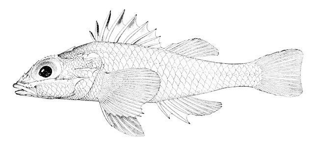 Plectrogenium nanum