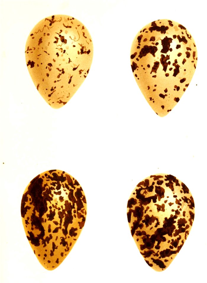 Pluvialis squatarola eggs 1876