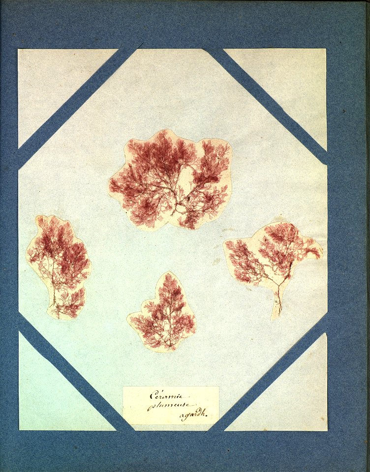 Plumaria plumosa