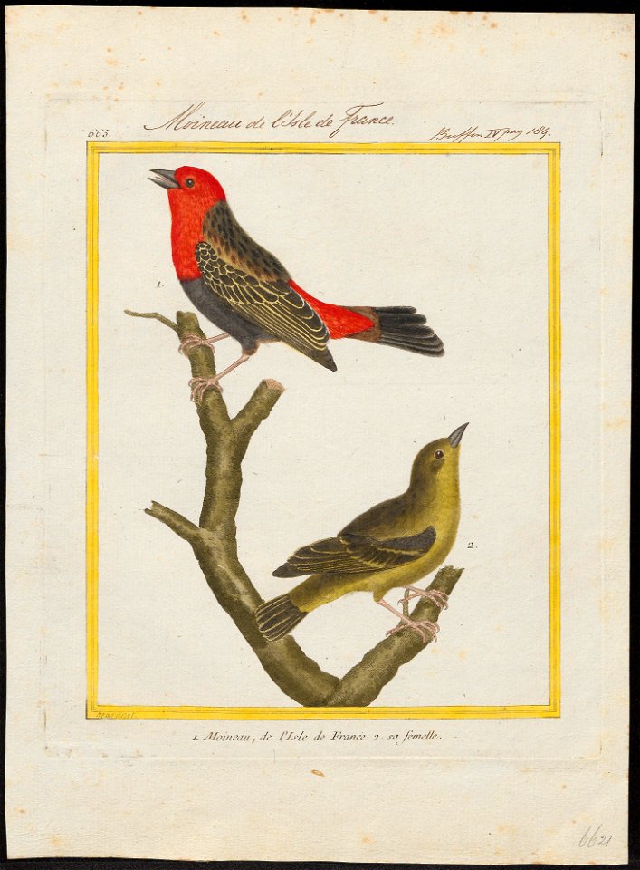 Ploceus erythrocephalus - 1700-1880 - Print - Iconographia Zoologica - Special Collections University of Amsterdam - UBA01 IZ15900065