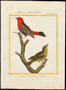 Ploceus erythrocephalus - 1700-1880 - Print - Iconographia Zoologica - Special Collections University of Amsterdam - UBA01 IZ15900065